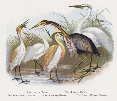 La garceta común, La garza imperial, La garcilla bueyera, La garcilla cangrejera, La garza blanca de Alexander Francis Lydon