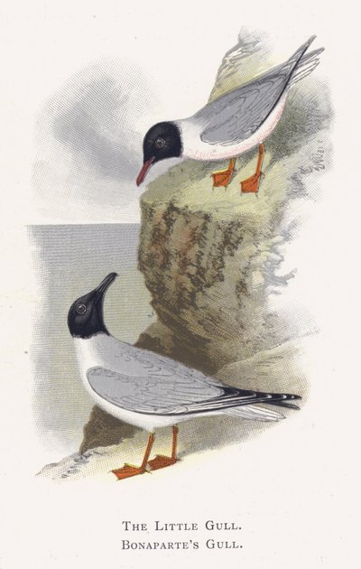 La Gaviota Menuda, La Gaviota de Bonaparte de Alexander Francis Lydon