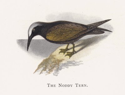 El Charrán Noddy de Alexander Francis Lydon