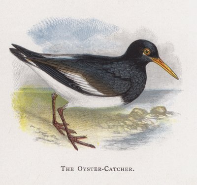 El Ostrero de Alexander Francis Lydon