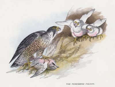 El halcón peregrino de Alexander Francis Lydon