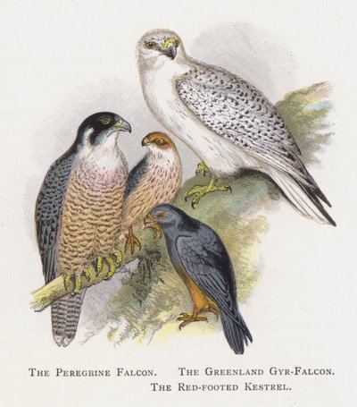 El Halcón Peregrino, El Halcón Gerifalte de Groenlandia, El Cernícalo Patirrojo de Alexander Francis Lydon