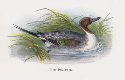 El Pato Rabudo de Alexander Francis Lydon