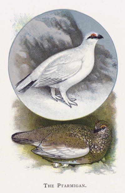 El Lagópodo Alpino de Alexander Francis Lydon