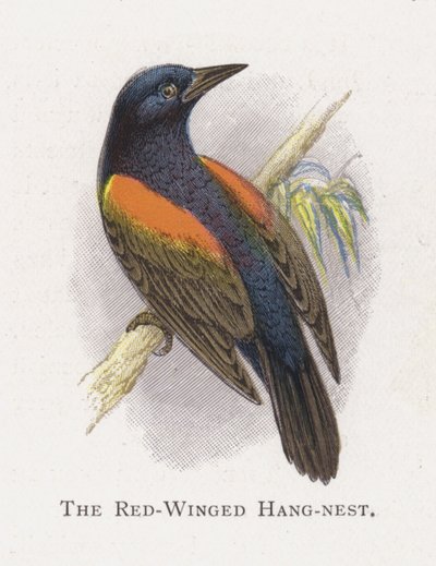 El Colgador de Alas Rojas de Alexander Francis Lydon