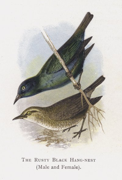 El Colgador Negro Oxidado, Macho y Hembra de Alexander Francis Lydon
