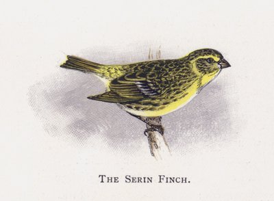 El Verderón Serín de Alexander Francis Lydon