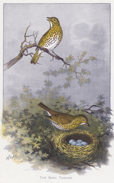 El zorzal común de Alexander Francis Lydon