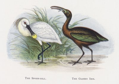 La espátula, El ibis morito de Alexander Francis Lydon