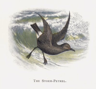 El Paíño de Alexander Francis Lydon