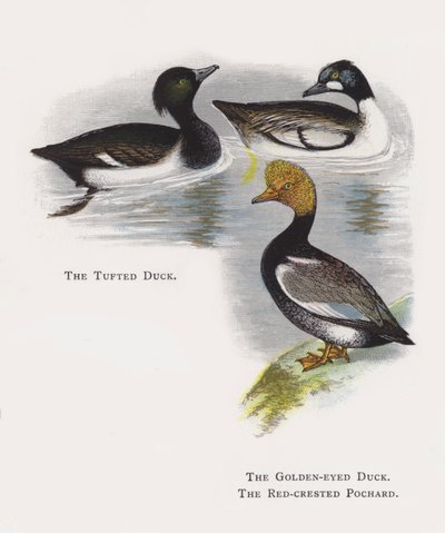 El pato moñudo, El porrón osculado, El pato colorado de Alexander Francis Lydon