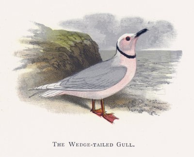 La Gaviota de Cola Cuña de Alexander Francis Lydon