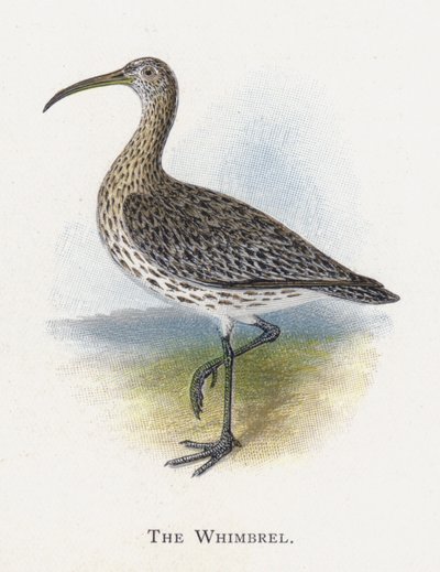 El Zarapito Trinador de Alexander Francis Lydon