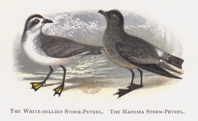 El Petrel Tormentoso de Vientre Blanco, El Petrel Tormentoso de Madeira de Alexander Francis Lydon