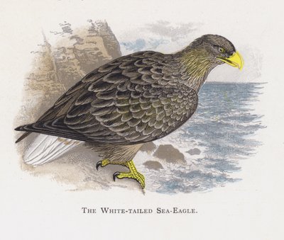 El Águila Marina de Cola Blanca de Alexander Francis Lydon
