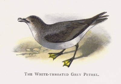 El Petrel Gris de Garganta Blanca de Alexander Francis Lydon