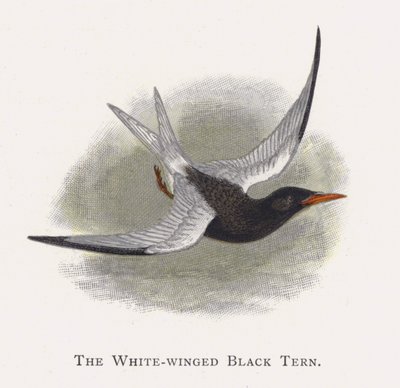El Charrán Negro Aliblanco de Alexander Francis Lydon