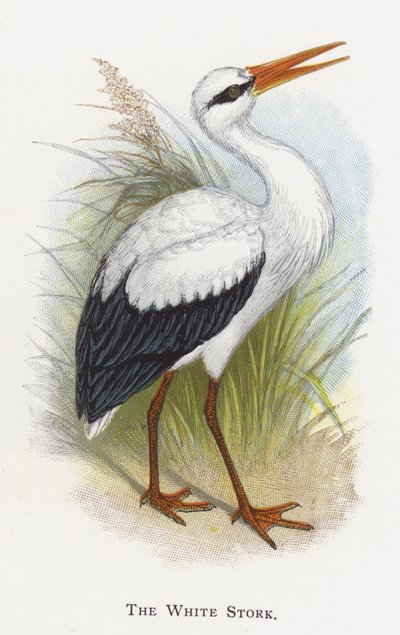 La Cigüeña Blanca de Alexander Francis Lydon