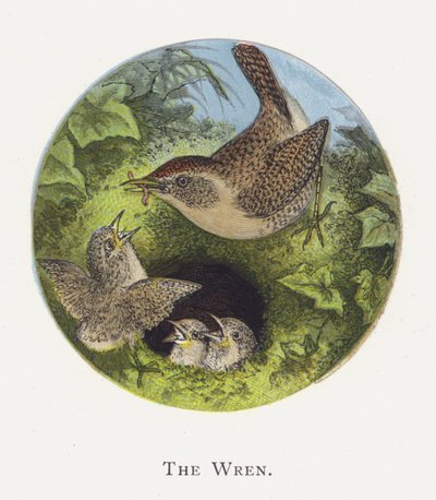 El Chochín de Alexander Francis Lydon