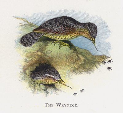 El Torcecuello de Alexander Francis Lydon