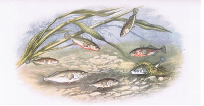 Espinosos, Naturaleza en Gran Bretaña publicado por Collins, 1946 de Alexander Francis after Lydon