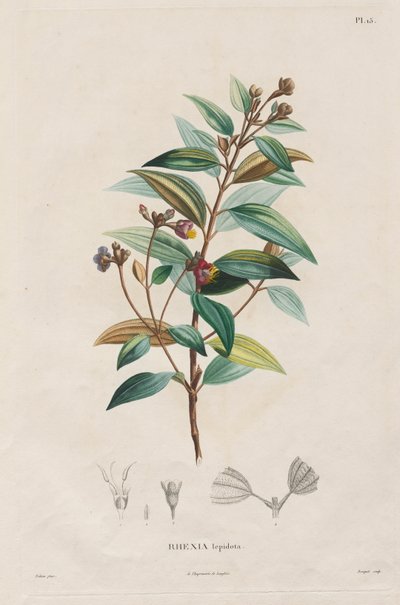 Viaje a las regiones equinocciales del nuevo continente, realizado en los años 1709 a 1804: Monografía de las melastomatáceas: No. 15 de Alexander, Freiherr von Humboldt
