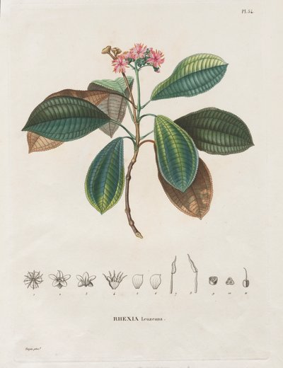 Viaje a las regiones equinocciales del nuevo continente, realizado en los años 1709 a 1804: Monografía de las melastomatáceas: No. 54 de Alexander, Freiherr von Humboldt