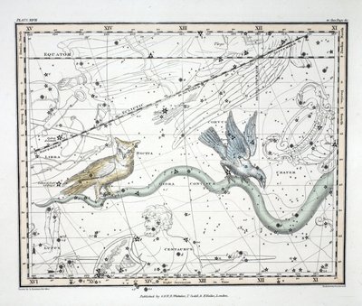 Las constelaciones (Placa XXVII) Hydra Continua, Crater, Covus, Centaurus et Lupus, de 
