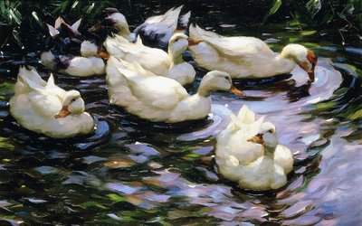 Patos nadando en un lago iluminado por el sol de Alexander Koester