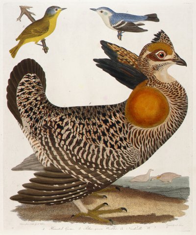 1. Grous pinnado. 2. Carricerín cejiazul. 3. Nashville W., del libro, American Ornithology de Alexander Lawson