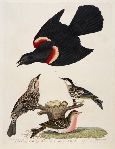 1. Estornino pinto. 2. Hembra. 3. Curruca capirotada. 4. Curruca capirotada de Alexander Lawson