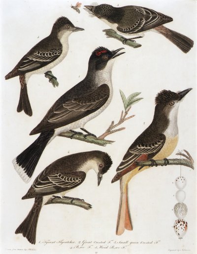 1. Papamoscas Tirano. 2. Crestón grande F. 3. Pequeño crestado verde F. 4. Pe-We F. 5. (del libro American Orinthology) de Alexander Lawson