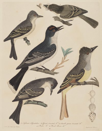 Cinco pájaros con sus huevos y un insecto de Alexander Lawson
