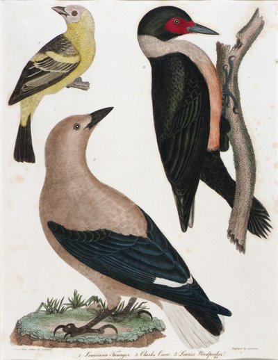 Tangara de Luisiana, Cuervo de Clark, Carpintero de Lewis de Alexander Lawson