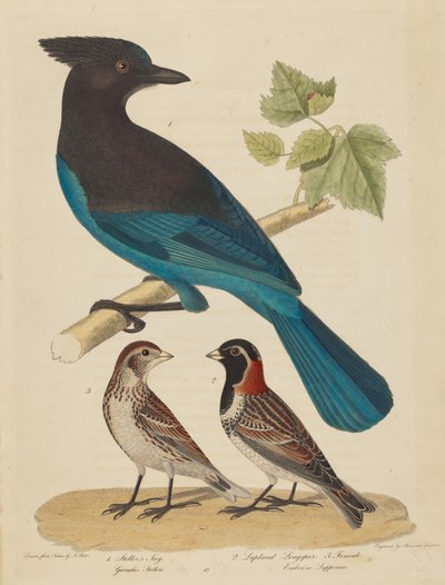 Arrendajo de Steller, Escribano Lapón y Hembra de Alexander Lawson