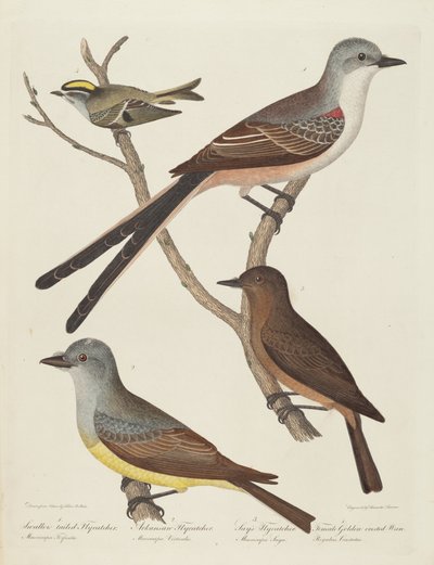 Tijereta de cola de golondrina, Tijereta de Arkansas, Tijereta de Say y hembra... Chochín de Alexander Lawson
