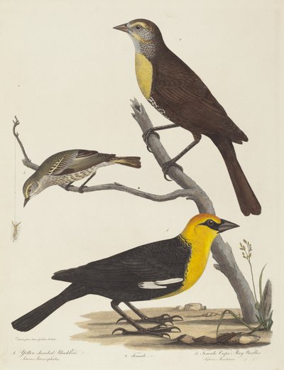 Mirlo de cabeza amarilla, mirlo hembra y reinita de Cape May hembra de Alexander Lawson