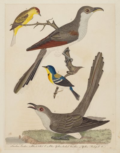 Cuclillo de Carolina, Cuclillo de Pico Negro, Reinita Azul de Espalda Amarilla y Reinita Amarilla de Gorro Rojo de Alexander Lawson after Alexander Wilson