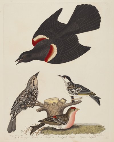 Estornino de alas rojas, hembra de estornino de alas rojas, reinita de gorra negra y pardillo menor de Alexander Lawson after Alexander Wilson