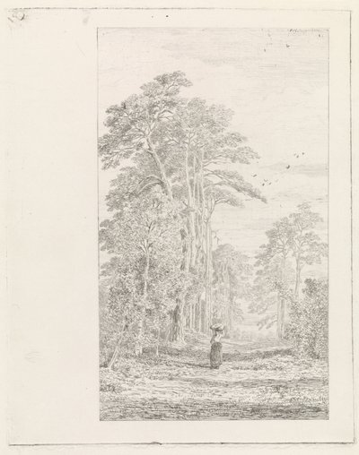 avenida de los pinos de Alexander Mollinger