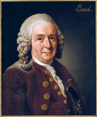 Retrato de Carl von Linne (Linneus) de Alexander Roslin
