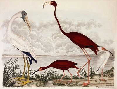 Ibis de madera, flamenco escarlata, ibis blanco, c.1828-1829 de Alexander Wilson