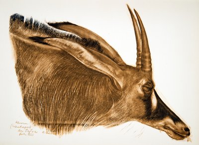 Antílope Hippotrague (Am Dafok), de Dibujos y Pinturas de África, ejecutados durante la expedición Citroën Centro África, segunda misión Haardt Audouin-Dubreuil, pub. París, 1927 de Alexander Yakovlev
