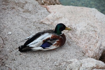 El pato de Alexandra Joseph