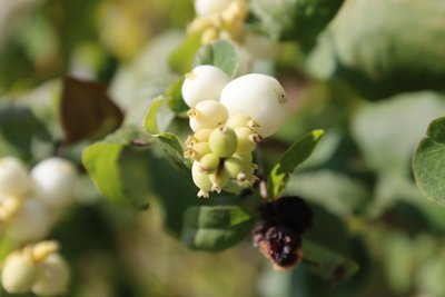 Snowberry 2 de Alexandra Joseph