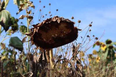 el último girasol de Alexandra Joseph