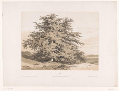 Paisaje con cedros
Cèdres (título en el objeto) de Alexandre Calame