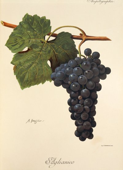 Uva Aglianico por A. Kreyder de Alexis Kreyder