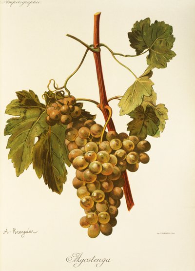 Uva Agostenga de A. Kreyder de Alexis Kreyder
