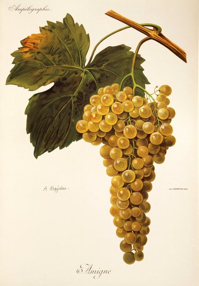 Uva Amigne de A. Kreyder de Alexis Kreyder